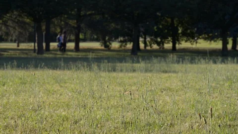A field with dragonfly with people on the bottom doing physical activity1 Stock Footage 112777483