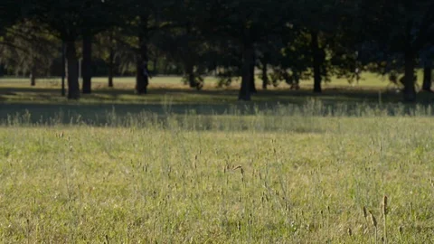 A field with dragonfly with people on the bottom Stock Footage 112777519