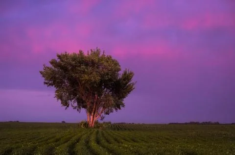 Field of Dreams Stock Photos