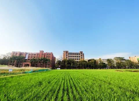 A Field of Dreams Stock Photos