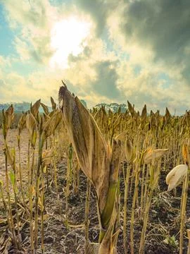 A field of dried corn plants with a cloudy sky in the background Foto stock