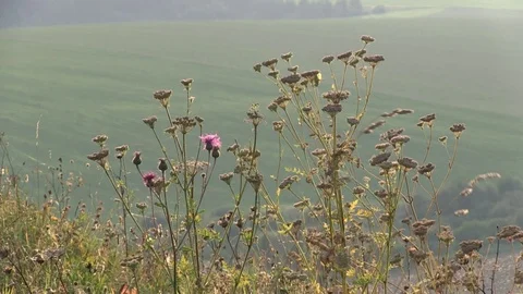 Field Dried Grass Stock Footage 104011387