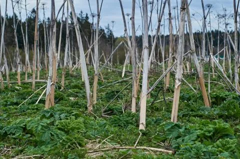 Field of dried hogweed Stock Photos