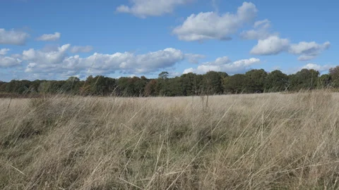 A field with dried out grass in summer with a green forest in the background. Stock Footage 273738180
