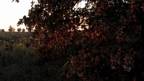 Field of dried sunflower and a tree Stock Footage 107024557