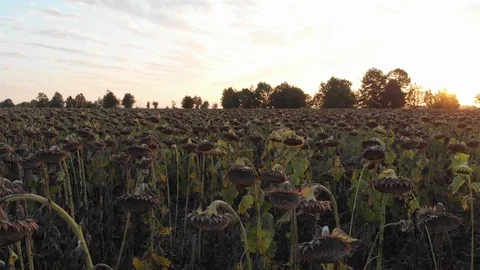 Field of dried sunflower Stock Footage 107023663