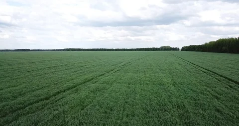 Field on a drone in summer Stock Footage