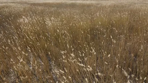 A field of dry blowing grass with only the foreground in focus.  Stock Footage 276283419