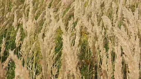A field of dry fluffy grass sways in the wind Stock Footage 142229442