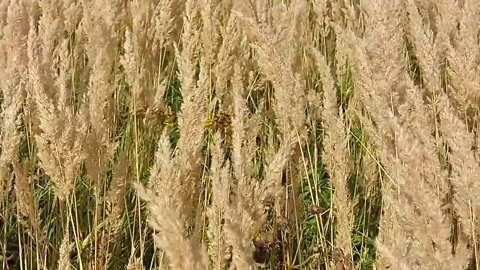 A field of dry fluffy grass sways in the wind Stock Footage 142229504
