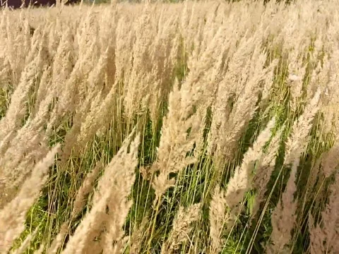 A field of dry fluffy grass sways in the wind Stock Footage 142229548