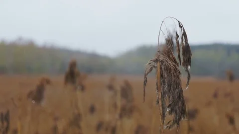 Field of dry grass and forest Stock Footage 82539807