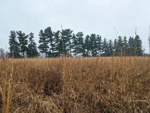 A Field of Dry Grass and Pine Trees Under an Overcast Sky in a Quiet Meadow Stock Photos