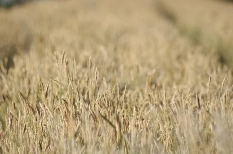Field of Dry Grass Stock Photos