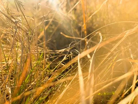 Field with dry grass Stock Photos