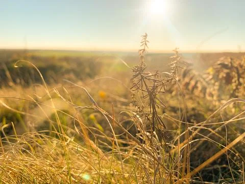 Field with dry grass Foto stock