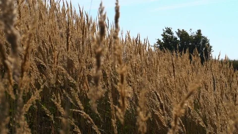 A field of dry grass that sways in the wind. Stock Footage 105532949