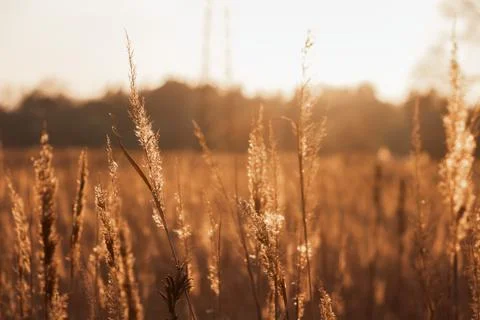Field of dry grass under the rays of setting sun. Natural background. Stock Photos