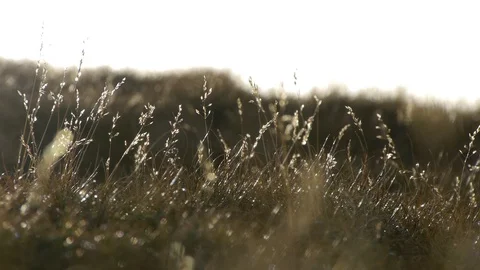 Field of dry grass in the wind Stock Footage 91921092