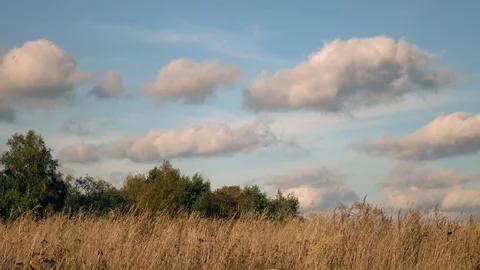 Field of dry grass on the wind, forest and clouds moving fast. 4K timelapse 스톡 동영상 96025766