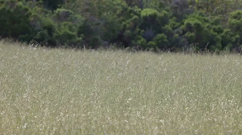 Field of dry grasses Stock Footage 5319789