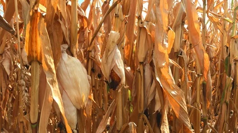 Field of dry hogging-down corn with ear corn Stock Footage 93958891