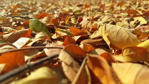 Field of dry leaves Stock Footage 72848791