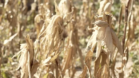 Field of dry maize or corn moving slowly in the wind Stock Footage 141116000