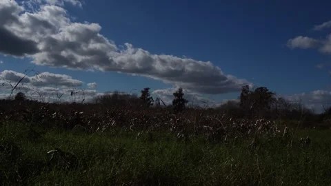 A field with dry vegetation alongside a patch of green. In the distance, a few Stock Footage 328963748