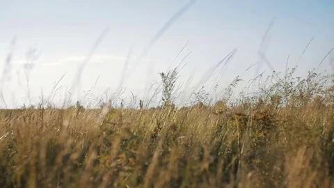 Field of dry wild spikes backlit with warm setting sun Stock Footage 77995718