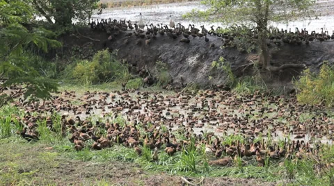 Field Duck 스톡 동영상 38205048