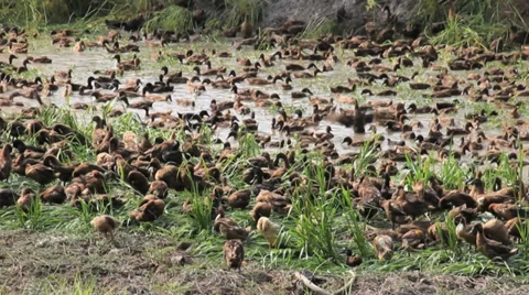 Field Duck 스톡 동영상 38207387