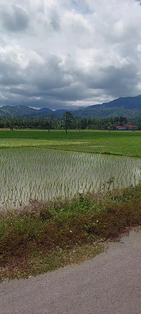 Field during the day Stock Footage 235577065