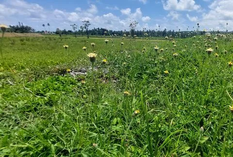 Field during the day Stock Photos