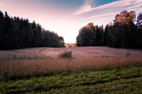 Field during fall Фото
