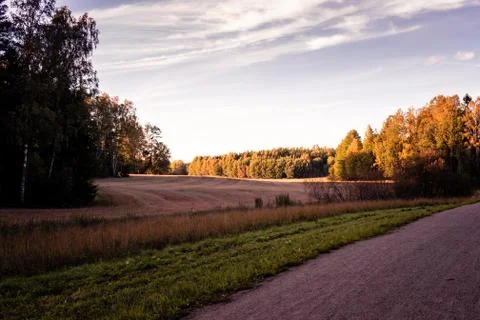 Field during fall Фото