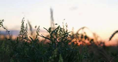 Field during sunset  Stock Footage 136952255