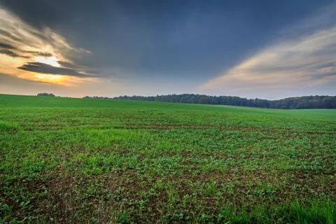 Field during sunset Foto stock