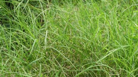 Field of Durva grass Video stock 334002744
