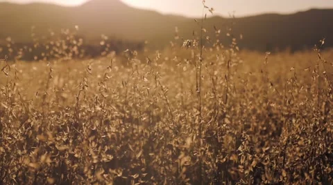 Field at dusk Stock Footage 54618536