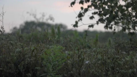 Field At Dusk Stock Footage 103175859