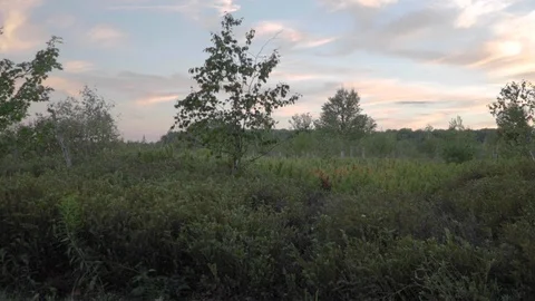 Field At Dusk Stock Footage 103176194