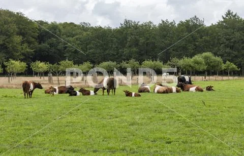 Field with dutch belted cows in holland ~ Premium Photo #114368079