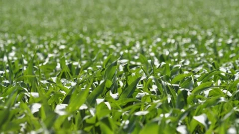 A field of early corn on a Midwest farm Stock Footage 134322853