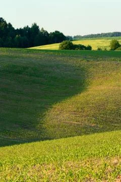 Field in early summer Stock Photos