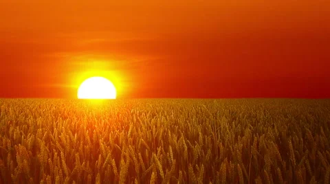 Field of ears on a background of dawn Stock Footage 46154750