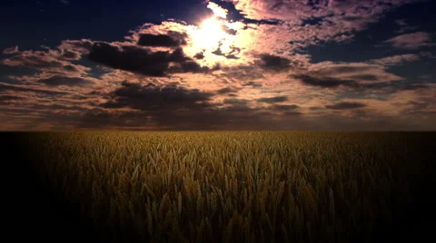 Field of ears on a background of the night sky Stock Footage 46154758