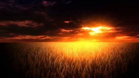 Field of ears on a background of the night sky Stock Footage 115534491