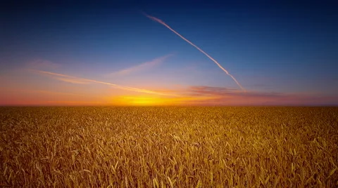 Field of ears on a background of sunrise Stock Footage 54785674