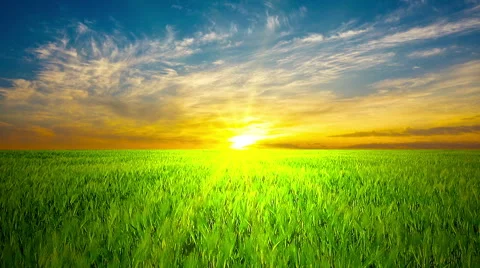 Field of ears on a background of sunset Stock Footage 47270206